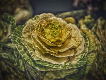 Close-up of plant against blurred background