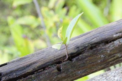 Close-up of wooden plank