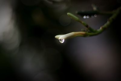 Close-up of water drops on plant