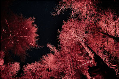 Low angle view of trees against sky at night