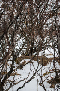 Trees on snow covered landscape