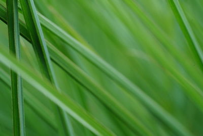 Close-up of green leaves