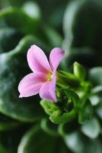 Close-up of pink flower blooming outdoors