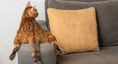 A bored bengal cat lies and rests on the sofa. back view.