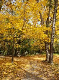 View of autumnal trees in forest