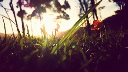 Plants growing on grassy field