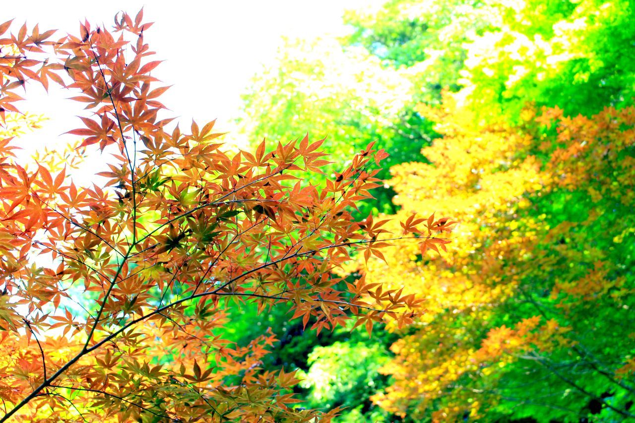 plant, growth, autumn, nature, tree, leaf, plant part, change, orange color, beauty in nature, no people, day, branch, close-up, green color, outdoors, tranquility, focus on foreground, yellow, low angle view, maple leaf, leaves