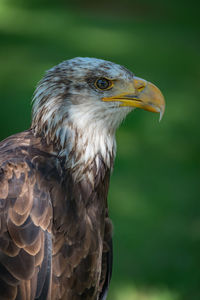 Close-up of eagle against blurred background