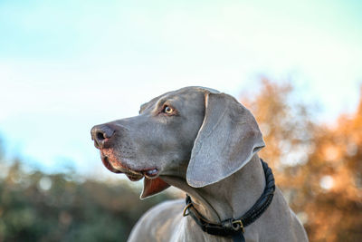 Close-up of dog looking away