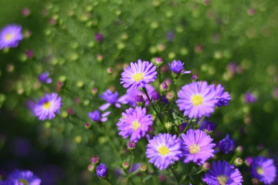 Close-up of purple flowering plants in garden