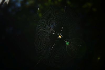 Close-up of spider on web