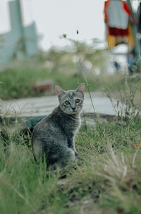 Portrait of cat