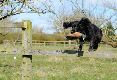 Cocker spaniel holding toy bird while jumping over fence at grassy field against sky