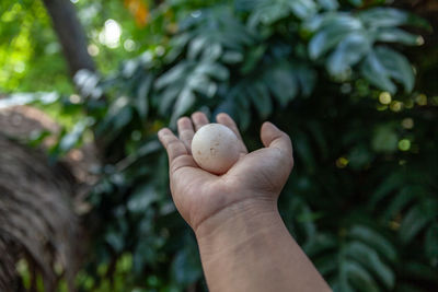 Close-up of hand holding snail