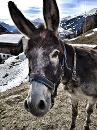 Close-up of a horse on snow field