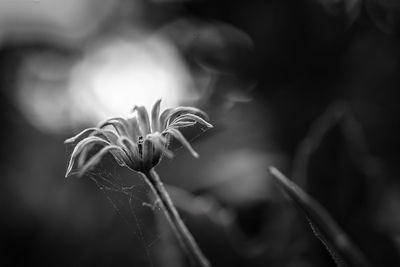 Close-up of flowering plant