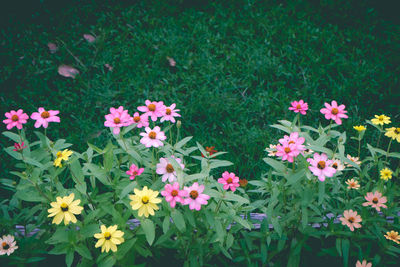 Flowers blooming outdoors