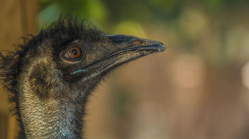 Close-up of a bird looking away