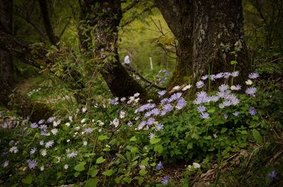 Close-up of purple flowering plant in forest