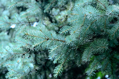 Close-up of pine tree