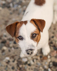 Close-up portrait of dog