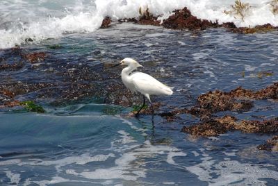 Bird perching on shore