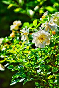 Close-up of white flowering plant