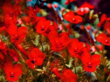 Brilliant red flowers 