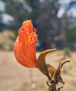 Close-up of orange rose flower