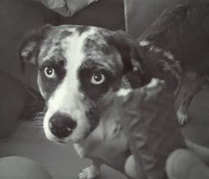 Close-up portrait of dog