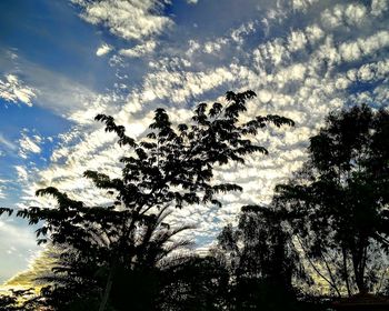 Low angle view of trees against sky