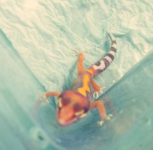 High angle view of crab swimming in sea