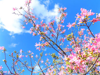 Low angle view of flower tree against sky