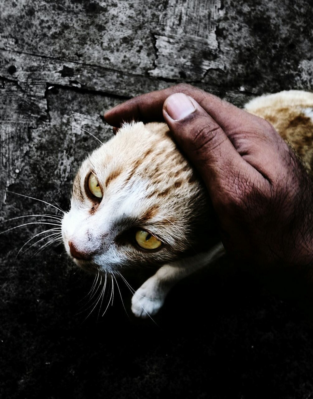 CLOSE-UP OF CAT LYING ON GROUND