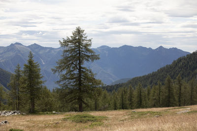 Scenic view of pine trees and mountains against sky