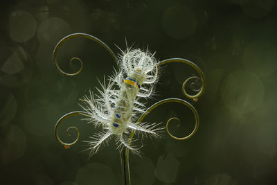 Close up of beautiful caterpillar