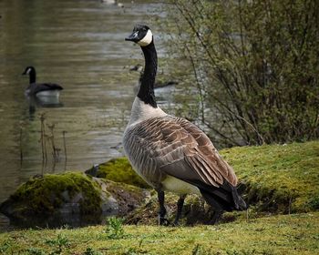 Duck on lake