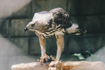 Close-up of a bird