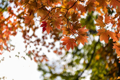 Low angle view of maple leaves on tree
