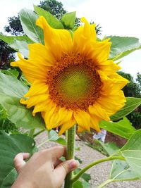 Close-up of hand holding flower