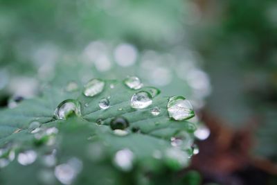 Close-up of water drops on green leaves