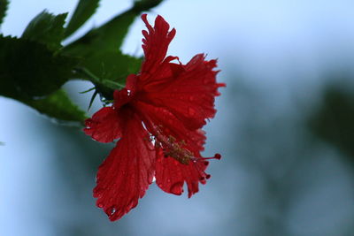 Close-up of red hibiscus on plant