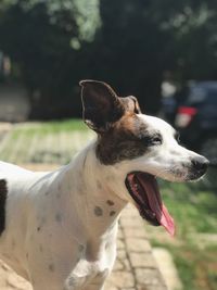 Close-up of a dog looking away