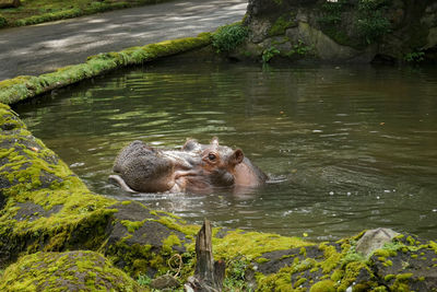 A hippo at taman safari indonesia, west java - indonesia.