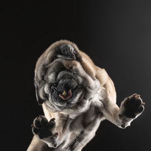 Dog eats a treat, bottom view