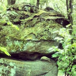 Moss covered rocks in forest