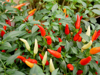 Close-up of red chili peppers