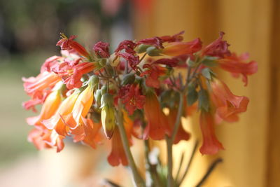 Close-up of orange flowers