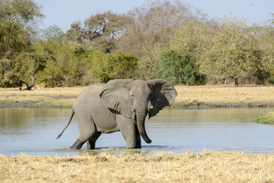 Elephant in a lake