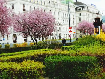 View of pink flowering plants against building